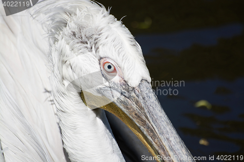 Image of Pelican (Pelecanidae)