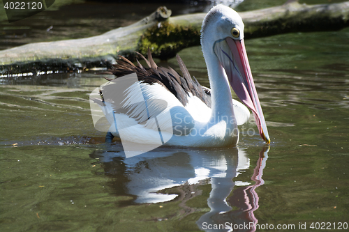 Image of Pelican (Pelecanidae)