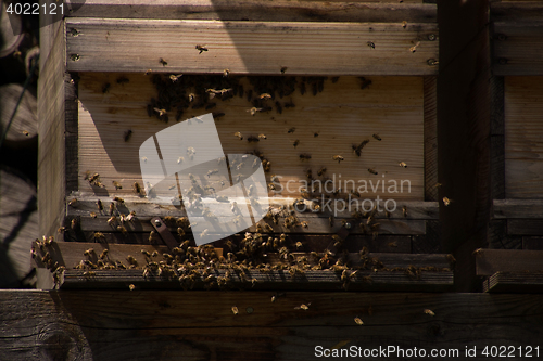 Image of Bee Colony