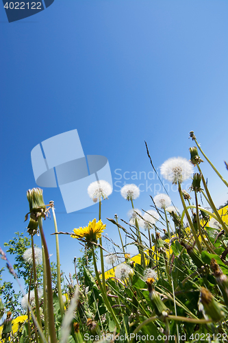 Image of common dandelion (Taraxacum sect. Ruderalia)