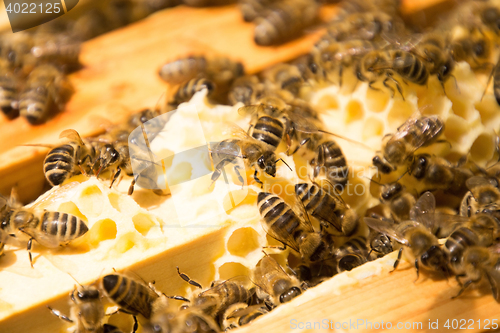 Image of Bee Colony