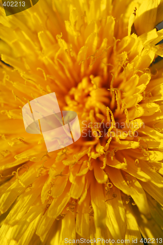 Image of yellow dandelion