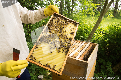 Image of Beekeeper