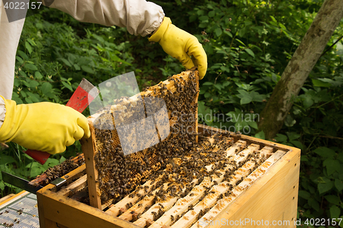 Image of Beekeeper