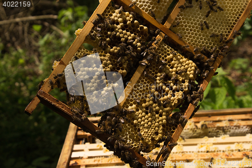 Image of Beekeeper