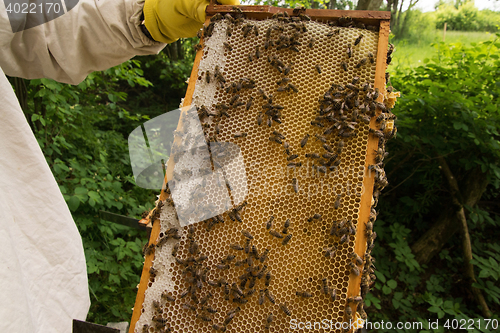 Image of Beekeeper