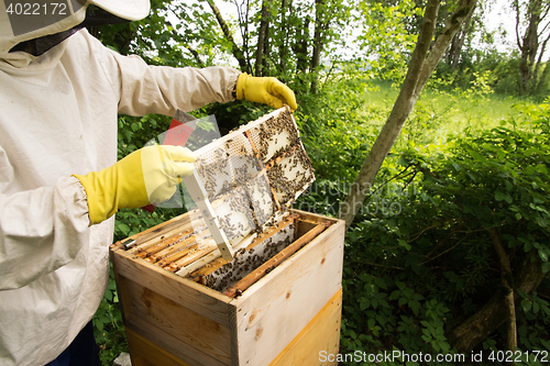 Image of Beekeeper