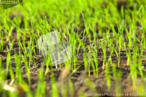 Image of young grass plants, close-up