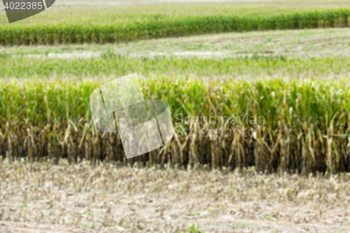 Image of collection corn crop, close-up