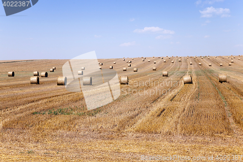 Image of harvest of cereals