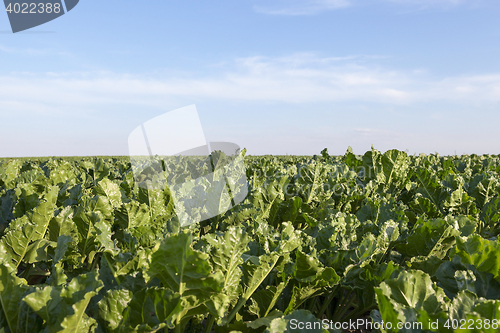 Image of field with beetroot