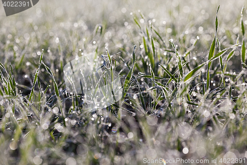 Image of young grass plants, close-up