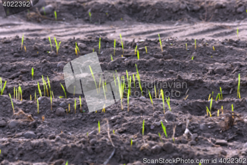 Image of young grass plants, close-up