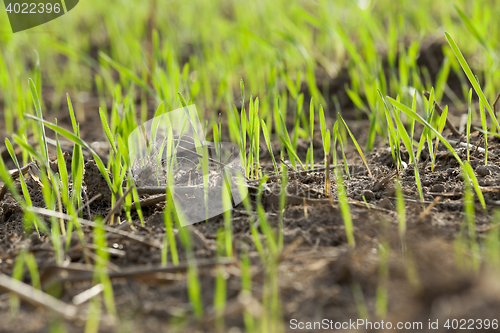 Image of young grass plants, close-up