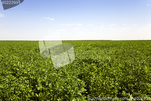 Image of Agricultural field , grass