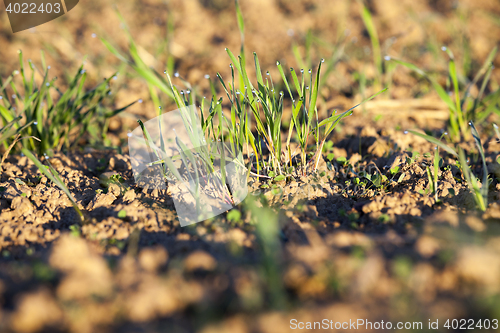 Image of young grass plants, close-up