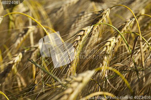 Image of Field of cereal in the summer