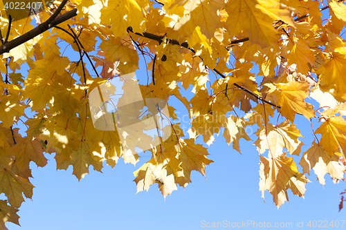 Image of yellowing leaves on the trees