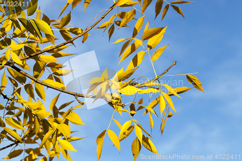 Image of autumn in the park