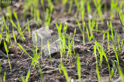 Image of young grass plants, close-up