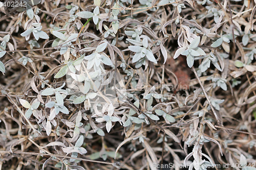 Image of frozen leaves