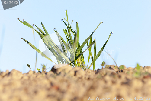 Image of young grass plants, close-up