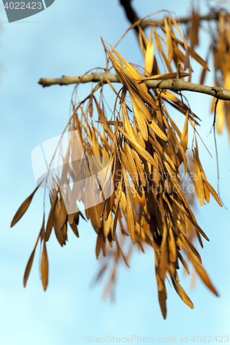 Image of autumn in the park