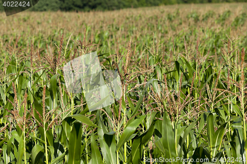 Image of Corn field, summer time