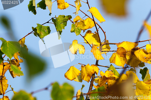 Image of autumn in the park