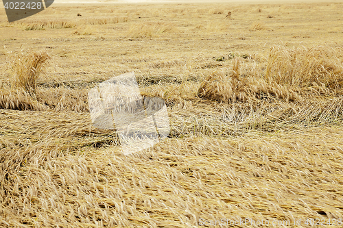 Image of farm field cereals