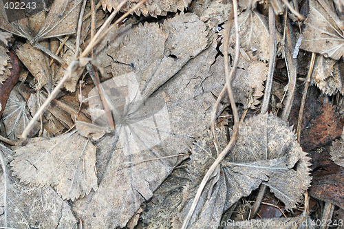 Image of big frozen leaves