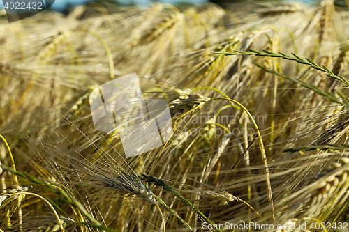 Image of farm field cereals