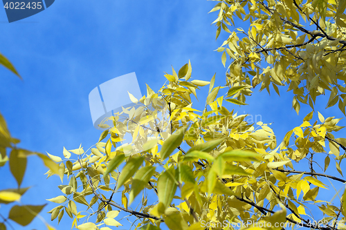Image of leaves on trees, autumn