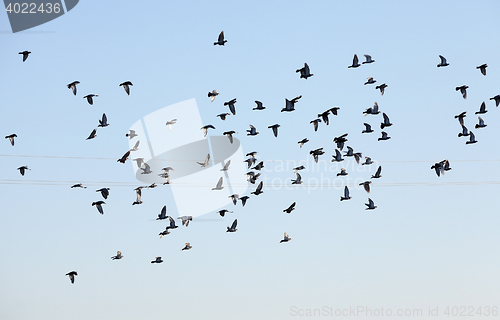 Image of birds flying in the sky