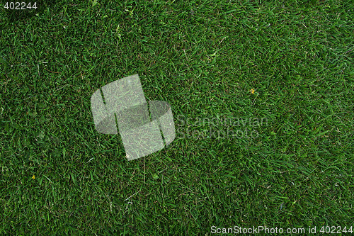 Image of green grass of home