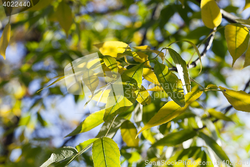 Image of autumn in the park