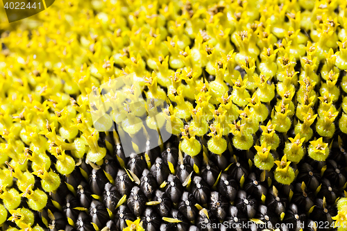 Image of yellow flower sunflower