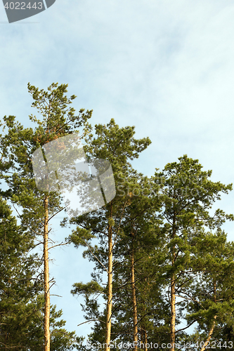 Image of photographed the tops of pines