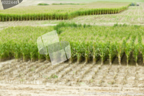 Image of collection corn crop, close-up