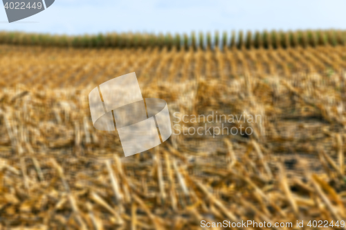 Image of harvesting corn , defocus