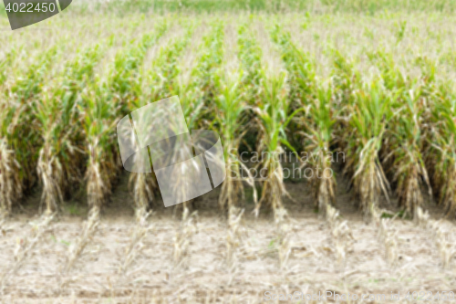 Image of collection corn crop, close-up