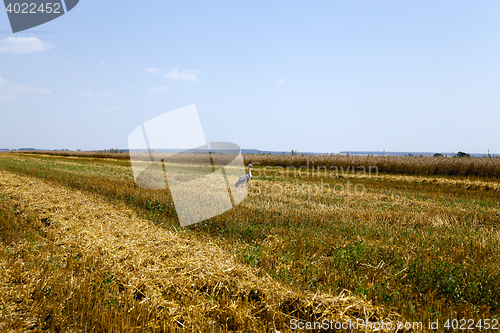 Image of harvest of cereals
