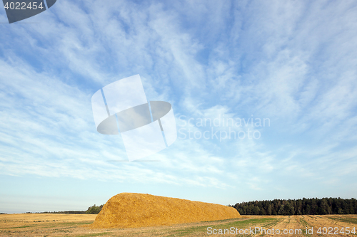 Image of stack of straw in the field