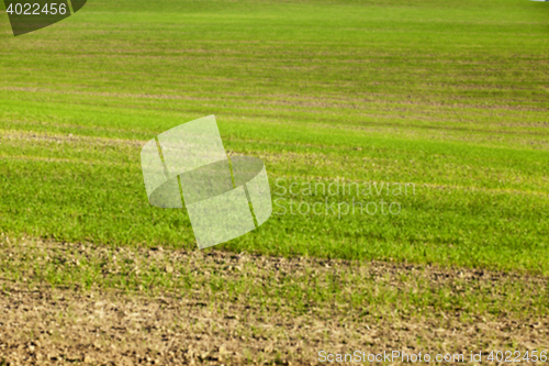 Image of young grass plants, close-up