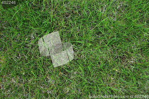 Image of green grass