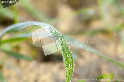 Image of young grass plants, close-up