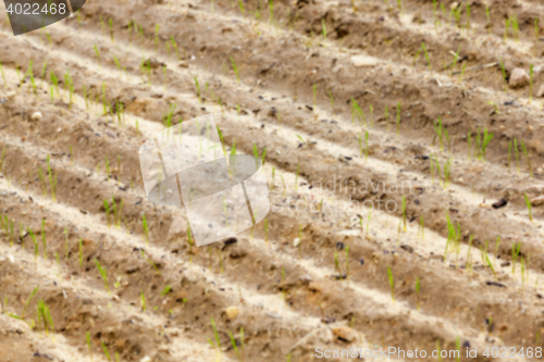 Image of field with young wheat