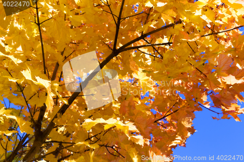 Image of autumn in the park