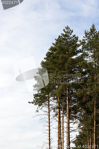 Image of photographed the tops of pines