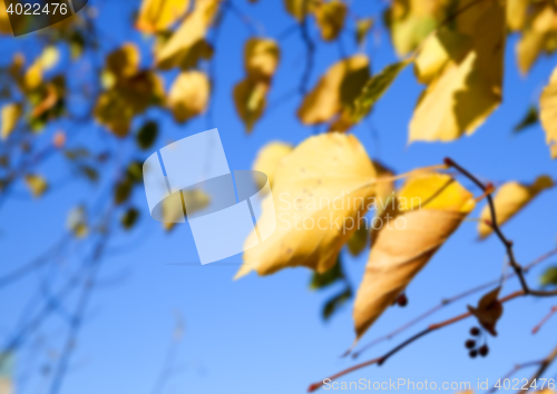 Image of autumn in the park